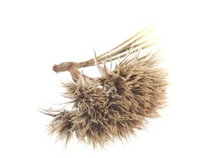 Head ornament